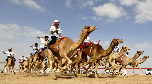‘사막의 배’라고 불리는 낙타는 중동 지역에서 수천년 동안 교통수단이자 상품, 식량 역할을 담당해 왔다. 낙타 경주는 석유가 발견되면서 쌓은 부와 낙타로 상징되는 전통을 향한 열정이 만나면서 1990년대부터 아랍에미리트(UAE)와 사우디아라비아 등 중동의 가장 인기 있는 스포츠로 자리매김했다. 지난 12일(현지시간) UAE 아부다비 외곽 스웨이한 알아인에서 펼쳐진 낙타 경주에서 낙타들이 힘차게 달리고 있다. 아부다비 AFP 연합뉴스