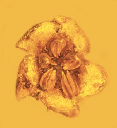 조지 포이너 미국 오리건 주립대 교수가 지난 1986년 도미니카공화국에서 채취한 호박 속에서 발견한 꽃 화석. George Poinar