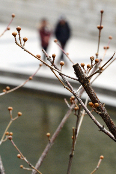 청계천 산수유 나무에 맺힌 꽃봉오리