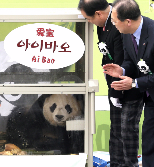 3일 대한항공 화물기편으로 중국 청두를 출발한 판다 암,수 두마리가 인천국제공항 화물터미널에 도착해 첫 모습을 드러내고 있다.  김명국 전문기자 daunso@seoul.co.kr