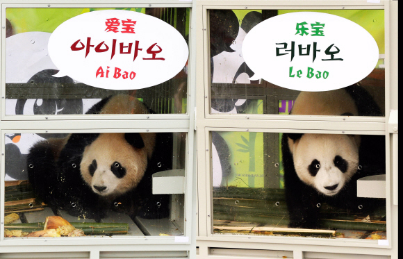 3일 중국 청두 공항을 출발해 인천공항으로 입국한 판다 러바오(수컷·오른쪽 사진)와 아이바오(암컷)가 공개되고 있다.  김명국전문기자 daunso@seoul.co.kr