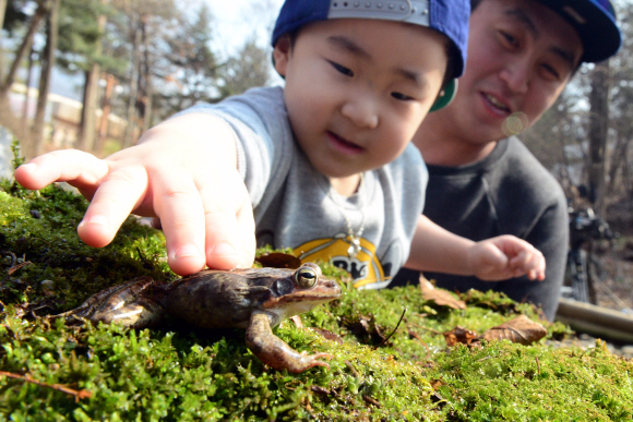 경칩을 하루 앞 둔 4일 서울대공원을 찾은 한 어린이가 북방개구리를 만지고 있다.  정연호 기자 tpgod@seoul.co.kr