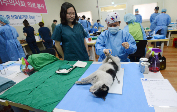 [서울포토]길고양이에게 중성화수술 하는 수의사