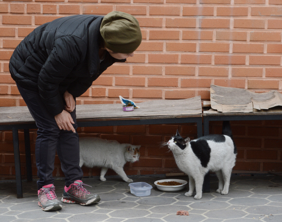 서초구 한 주택가에 중성화 수술후 방사된 길고양이들이 한가로운 시간을 보내고 있다.  2016. 03. 06 안주영 기자 jya@seoul.co.kr