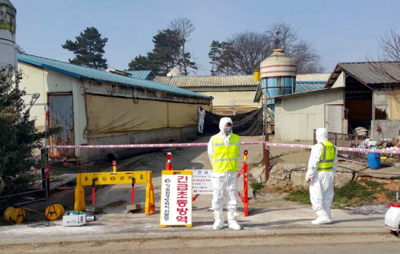 22일 충남 홍성군 홍동면의 한 양돈농가에서 방역당국 관계자들이 긴급 살처분 작업을 준비하고 있다. 홍성 연합뉴스