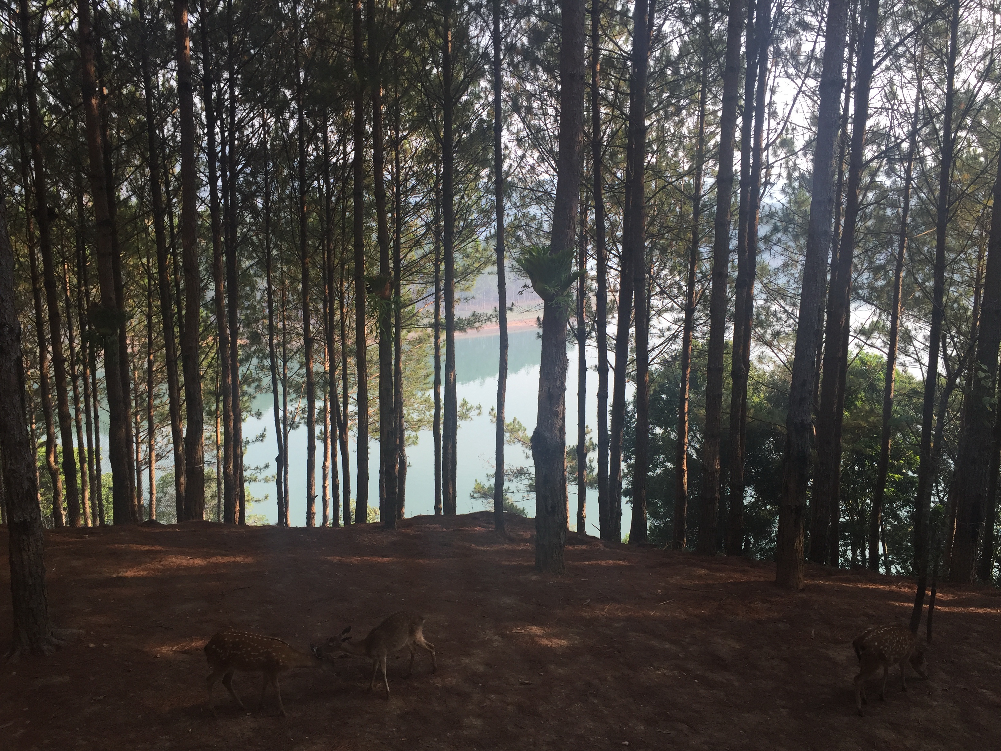 달랏 에덴제 리조트를 둘러싸고 있는 빽빽한 소나무숲과 그 사이를 노닐고 있는 노루들
