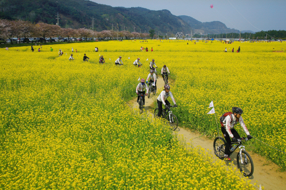 맹방유채꽃마을에서 라이딩을 즐기는 자전거 동호인들. 한국관광공사 제공