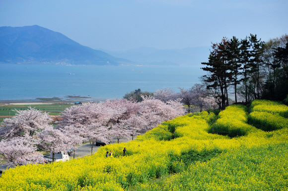 노란 유채와 연분홍 벚꽃. 파란 바다가 어우러진 남해. 한국관광공사 제공