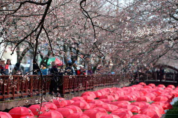진해 여좌천 벌써 관관객 북쩍