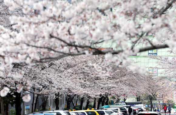 활짝 핀 벚꽃 터널 장관