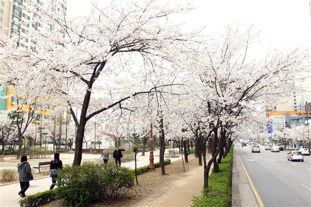 서울 지하철 1·2호선 신도림역에서 내리면 즐길 수 있는 여가 공간이 많다. 여의도 벚꽃길이 부럽지 않은 화려한 벚꽃길. 구로구 제공