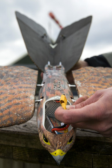 항공 로봇 연구 개발 업체인 ‘Clear Flight Solutions’가 31일(현지시간) 네덜란드 니베르달에서 새 모양을 한 비행 로봇 ‘로버드(Robird)’를 선보이고 있다. AFP 연합뉴스