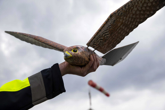 항공 로봇 연구 개발 업체인 ‘Clear Flight Solutions’가 31일(현지시간) 네덜란드 니베르달에서 새 모양을 한 비행 로봇 ‘로버드(Robird)’를 선보이고 있다. EPA 연합뉴스