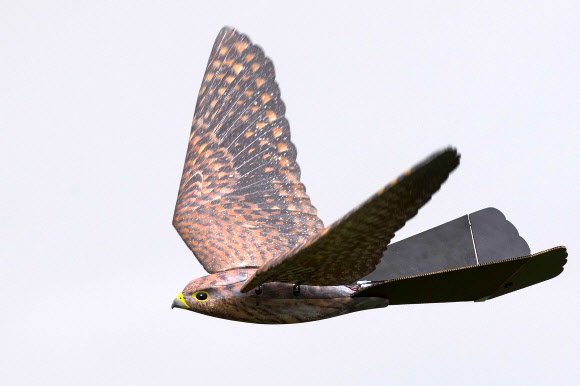 항공 로봇 연구 개발 업체인 ‘Clear Flight Solutions’가 31일(현지시간) 네덜란드 니베르달에서 새 모양을 한 비행 로봇 ‘로버드(Robird)’를 선보이고 있다. EPA 연합뉴스