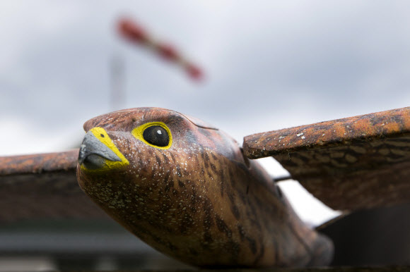 항공 로봇 연구 개발 업체인 ‘Clear Flight Solutions’가 31일(현지시간) 네덜란드 니베르달에서 새 모양을 한 비행 로봇 ‘로버드(Robird)’를 선보이고 있다. AFP 연합뉴스