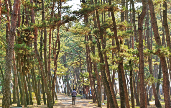 몽산포 해변의 솔숲. 쭉쭉 뻗은 소나무들이 아름다운 수직 세상을 펼쳐내고 있다.