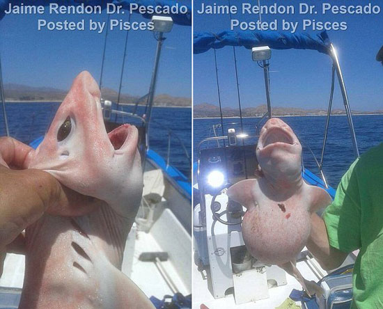 제이미 랜던 선장의 배 ‘닥터 뻬스까도’(Dr. Pescado)에 탄 낚시꾼에 의해 잡힌 풍선 상어