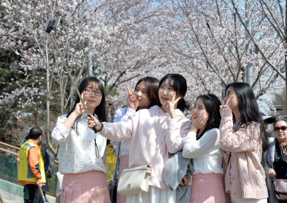 4일 봄꽃축제가 열리고 있는 서울 여의도 윤중로를 찾은 여대생들이 활짝 핀 벚꽃을 배경으로 사진을 찍고 있다.  손형준 기자 boltagoo@seoul.co.kr
