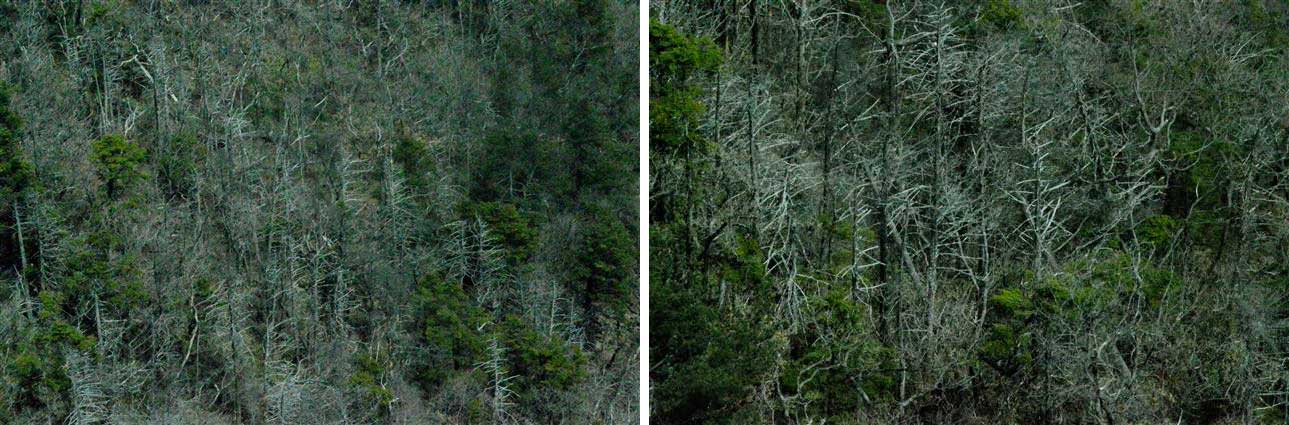 지리산 노고단(왼쪽)·반야봉의 구상나무 고사 모습 녹색연합 제공