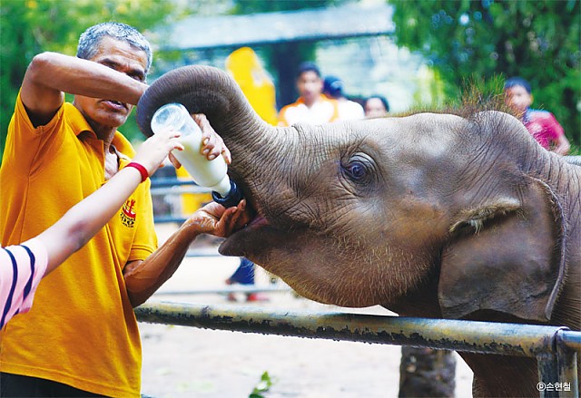 스리랑카 정부가 운영하는 피네왈라 코끼리 고아원은 60여 마리의 코끼리를 돌보고 있다. 여기서 아기 코끼리 우유 먹이기 체험을 할 수 있다