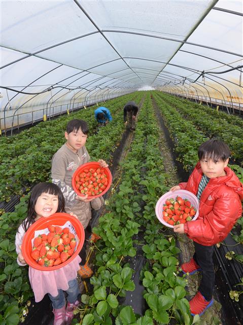 김씨 가족들이 논 인근에 마련한 비닐하우스에서 딸기를 수확하고 있다. 논산 최해국 선임기자 seaworld@seoul.co.kr