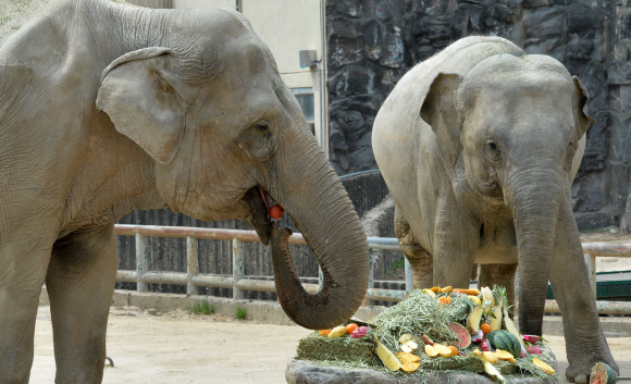 6일 경기도 과천 서울대공원에서 코끼리들이 과일과 건초 등 먹이를 먹고 있다. 코끼리는 서울대공원에 사는 310종 3,600여 마리 동물 중 동물원측이 선정한 많이 먹는 동물 10위 안에 들었다. 손형준 기자 boltagoo@seoul.co.kr