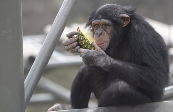 먹방 열풍이 방송과 온라인을 통해 사회 전반적으로 유행이 되고 있는 6일 오후 경기 과천시 서울대공원 동물원에서 침팬지가 먹이를 먹고 있다.  서울대공원 310종 약 3,600여 마리의 동물 중 먹이를 가장 많이 먹는 동물은 ’아시아코끼리’로 하루 평균 102.3kg을 먹어 치우며, 2위는 흰코뿔소로 하루 평균 27.01kg을 먹는다. 2016. 04. 06 손형준 기자 boltagoo@seoul.co.kr