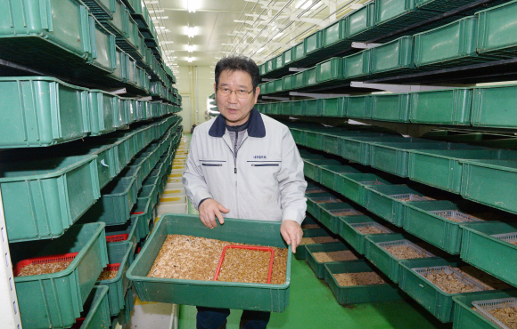 김종희 크리켓팜 대표가 박스 안에서 자라는 식용 곤충 갈색거저리 애벌레(밀웜)가 자체 개발 사료를 먹고 있는 모습을 보여 주며 생장 원리를 설명하고 있다. 최해국 선임기자 seaworld@seoul.co.kr 