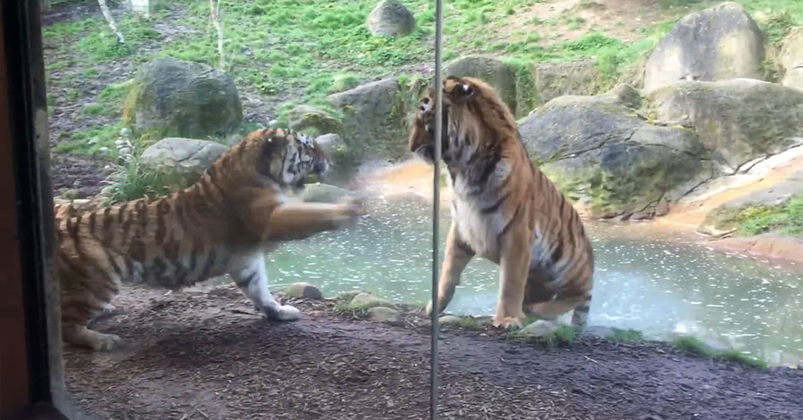 유튜브 영상 캡처