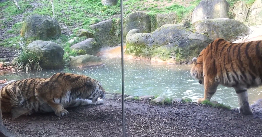 유튜브 영상 캡처