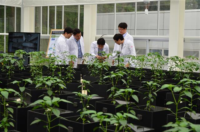 ‘식물 공장’이라고도 불렸던 스마트팜은 정보통신기술(ICT)과 첨단 생명과학 기술이 결합해 최적의 식물 성장 조건을 찾기 위한 ‘스마트한 첨단 산업기술’이다. KIST 제공
