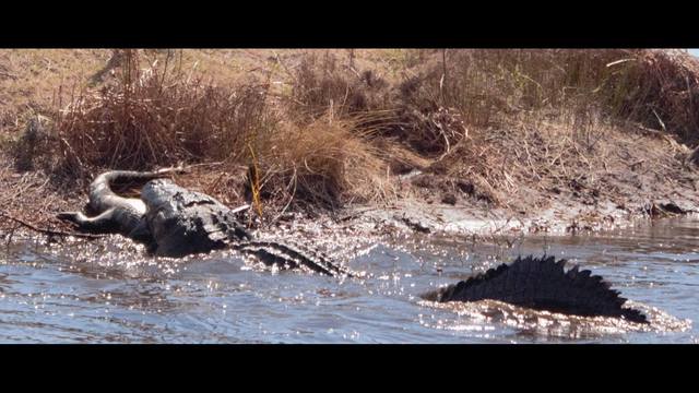 사진=Octavia Heart