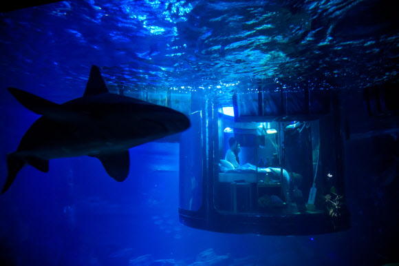 12일(현지시간) 프랑스 파리 아쿠아리움 상어 수족관에 설치된 수중 침실에서 ‘상어와 함께 하룻밤’ 이벤트에 당첨된 남녀 한 쌍이 상어를 바라보고 있다. EPA 연합뉴스