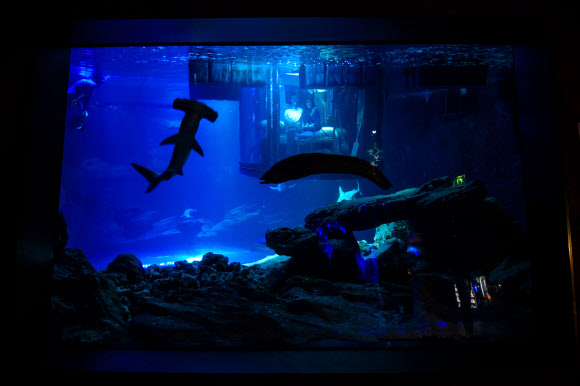 12일(현지시간) 프랑스 파리 아쿠아리움 상어 수족관에 설치된 수중 침실에서 ‘상어와 함께 하룻밤’ 이벤트에 당첨된 남녀 한 쌍이 상어를 바라보고 있다. EPA 연합뉴스