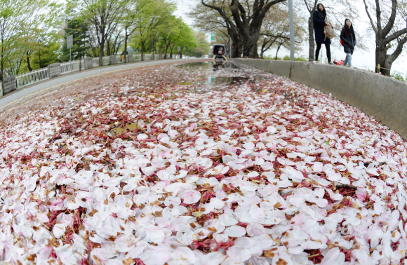 이른 오전까지 봄비가 내리다 갠 17일 서울 여의도 윤중로에 생긴 빗물 웅덩이에 벚꽃잎이 떨어져 있다.  손형준 기자 boltagoo@seoul.co.kr