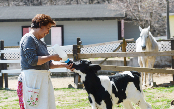 조옥향 여주 은아목장 대표가 어린 젖소에게 우유를 먹이고 있다. 안주영 기자 jya@seoul.co.kr