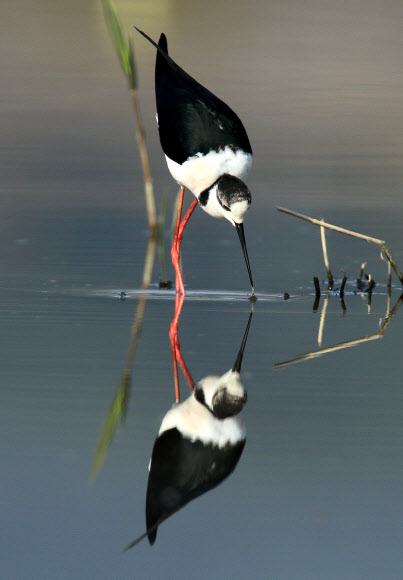 우리나라에는 아주 드물게 도래하는 희귀한 여름 철새 장다리물떼새가 20일 강원 강릉시 경포 습지에서 먹이활동을 벌이고 있다.  연합뉴스