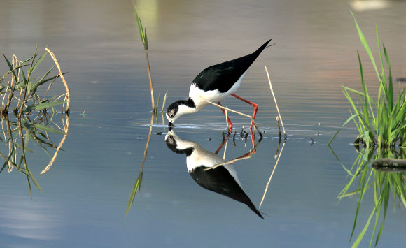 우리나라에는 아주 드물게 도래하는 희귀한 여름 철새 장다리물떼새가 20일 강원 강릉시 경포 습지에서 먹이활동을 벌이고 있다.  연합뉴스