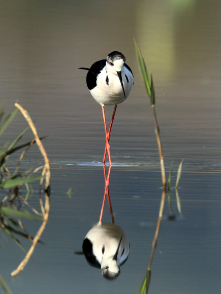 우리나라에는 아주 드물게 도래하는 희귀한 여름 철새 장다리물떼새가 20일 강원 강릉시 경포 습지에서 먹이활동을 벌이고 있다.  연합뉴스