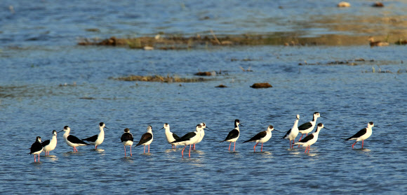 휴식 취하는 장다리물떼새