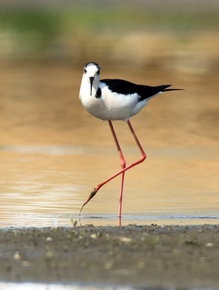 우리나라에는 아주 드물게 도래하는 희귀한 여름 철새 장다리물떼새가 20일 강원 강릉시 경포 습지에서 긴 다리를 뽐내며 우아한 모습으로 걷고 있다.  연합뉴스