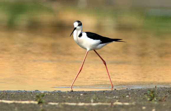 우리나라에는 아주 드물게 도래하는 희귀한 여름 철새 장다리물떼새가 20일 강원 강릉시 경포 습지에서 긴 다리를 뽐내며 우아한 모습으로 걷고 있다. 연합뉴스