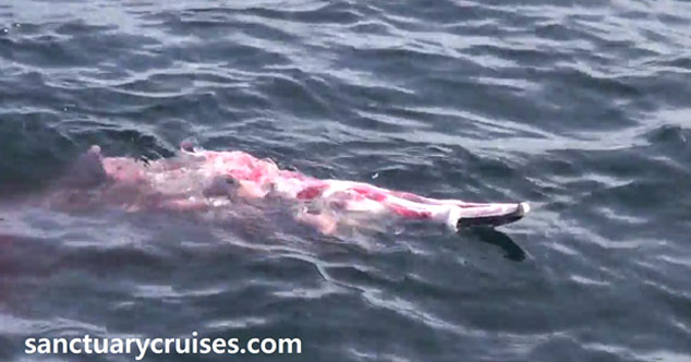 유튜브 영상 캡처