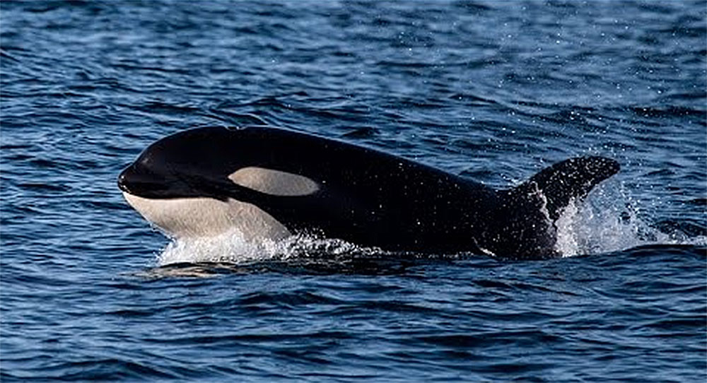 유튜브 영상 캡처