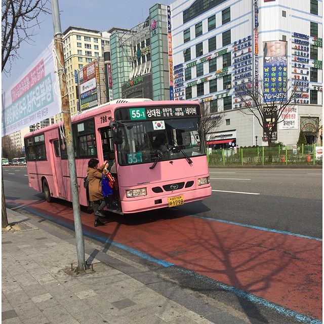 성남시 핑크색 버스 55-1번