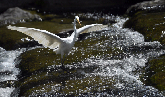 25일 서울 청계천에서 왜가리 한 마리가 물고기 사냥을 하고 있다.  박지환기자 popocar@seoul.co.kr