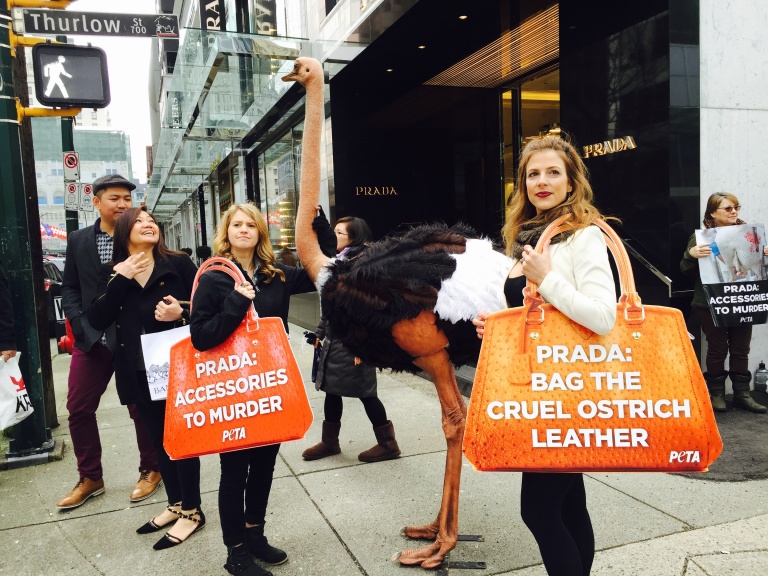 페타 회원들이 캐나다 벤쿠버의 프라마 매장 앞에서 타조가죽 제품의 판매를 금지할 것을 촉구하며 시위를 벌이고 있다. 페타 공식홈페이지