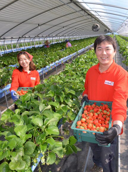 빨간색 작업복을 맞춰 입은 박홍희(오른쪽), 곽연미씨 부부가 비닐하우스에서 딸기가 가득 담긴 상자를 들고 활짝 웃고 있다. 상주 최해국 선임기자 seaworld@seoul.co.kr 