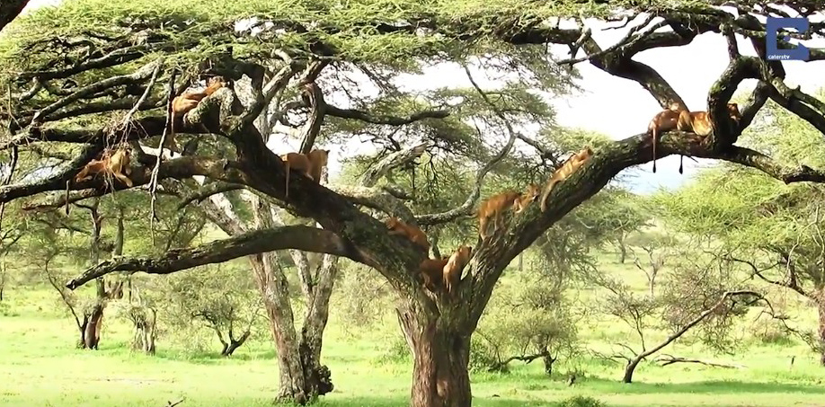 유튜브 영상 캡처(Caters Clips)