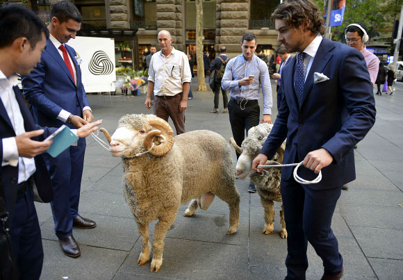 11일(현지시간) 호주 메리노 울을 홍보하고 마케팅하는 기구인 ‘AWI(Australian Wool Innovation)’의 관계자들이 메리노양을 선보이기 위해 양들을 끌고 시드니 업무지구 한복판을 지나고 있다. AFP 연합뉴스 